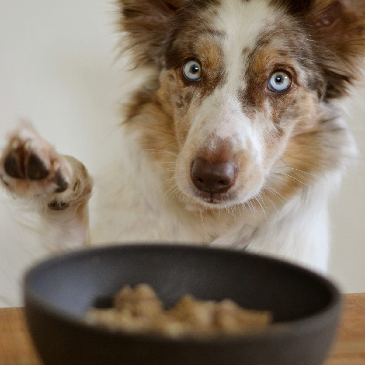 An alert Australian shepherd waiting behind a full feeding bowl